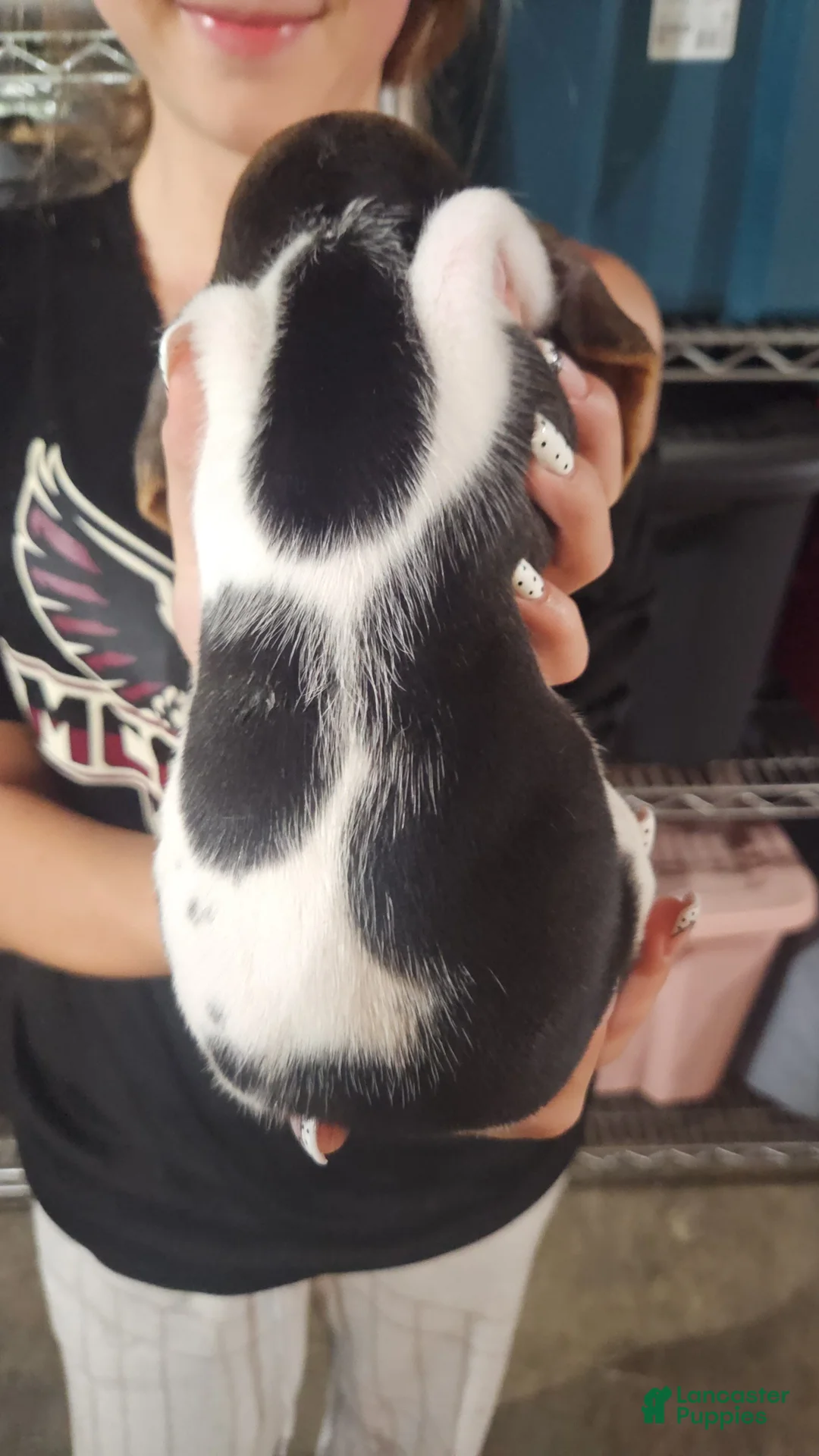 Basset Hound dogs for sale: Eleven - Ad 2