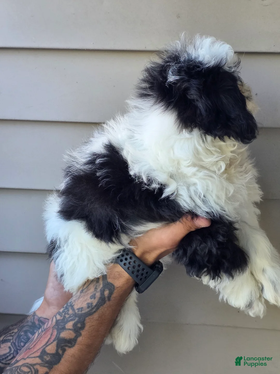 Teddy Bear dogs for sale: Peggy  - Ad 2