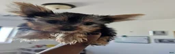 Yorkshire Terrier dogs for sale: Cabana - Ad 4