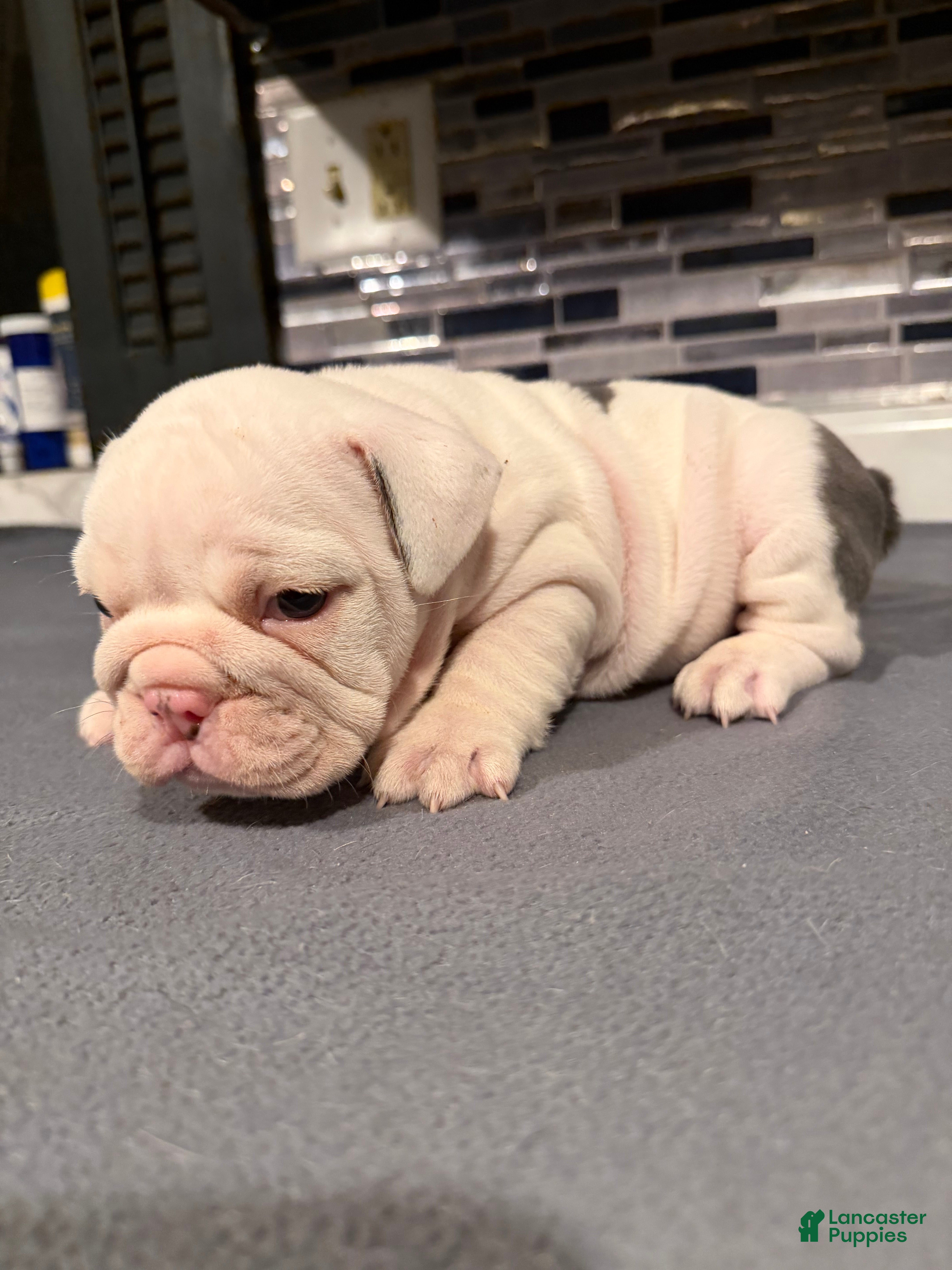 English Bulldog dogs Blue Spotted Girl - Ad 8