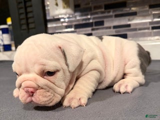English Bulldog dogs Blue Spotted Girl - Ad 8