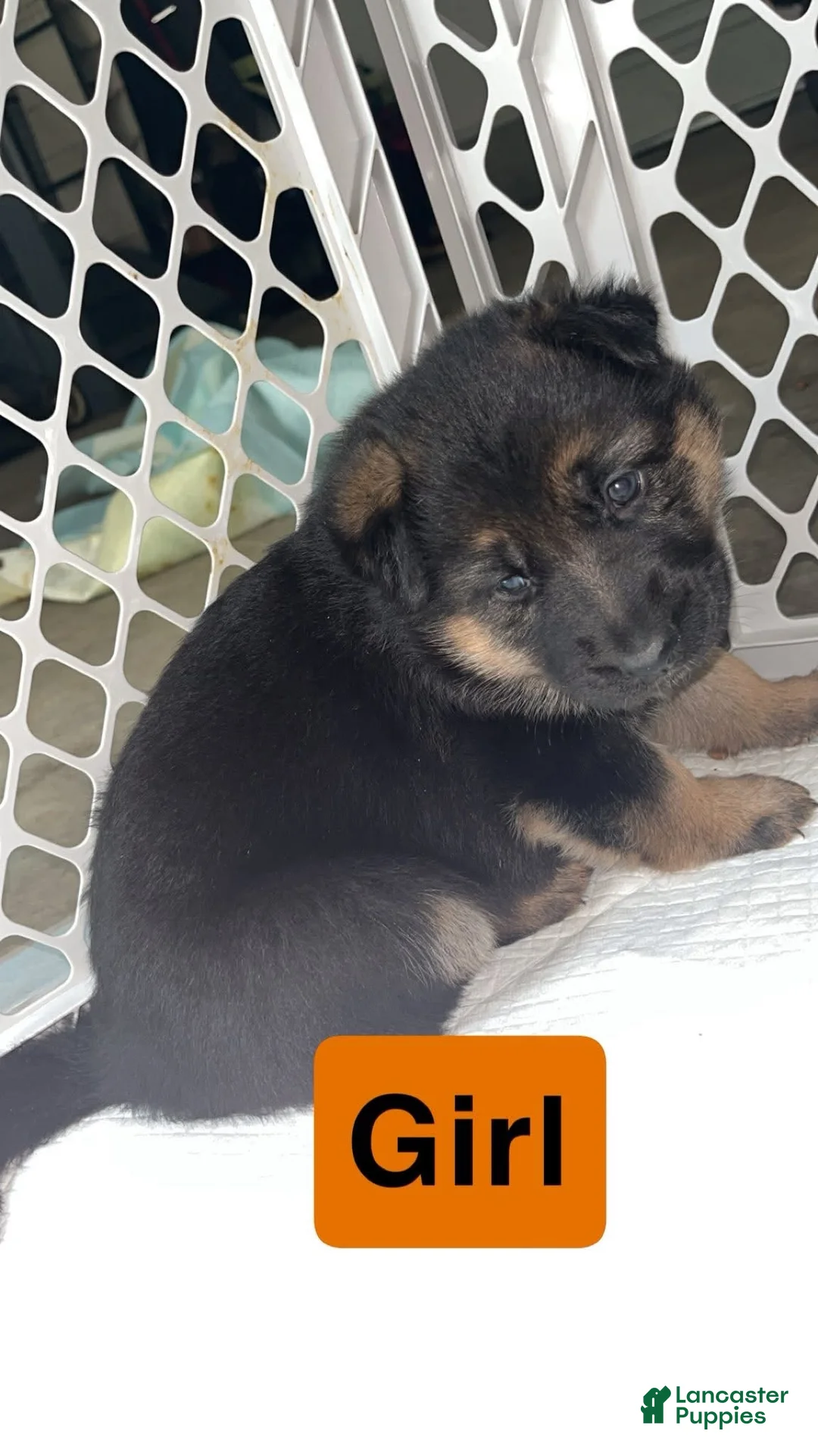 German Shepherd dogs for sale: Yellow - Ad 2