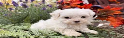 Maltese dogs for sale:  Tilly - Ad 4