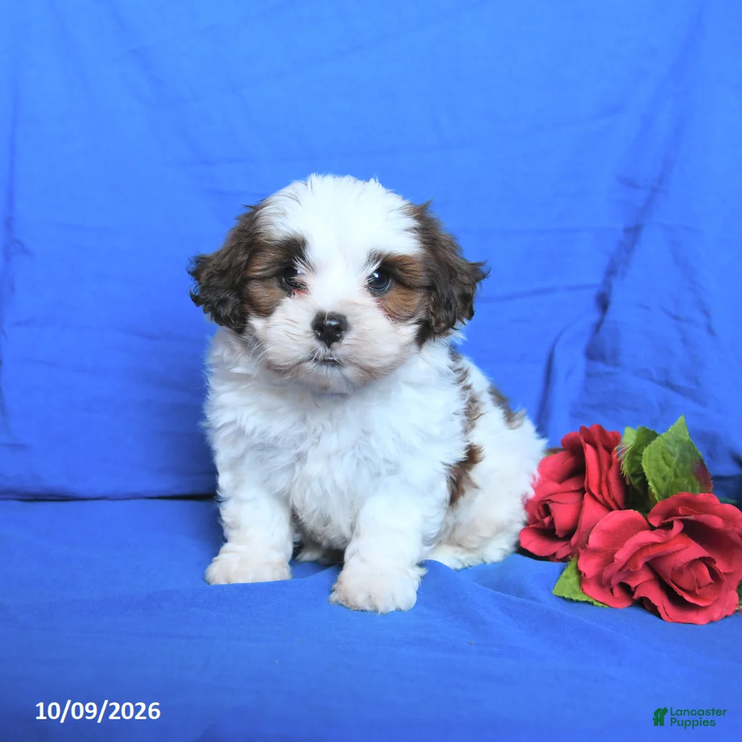 Shihpoo dogs for sale: Charlie - Ad 3
