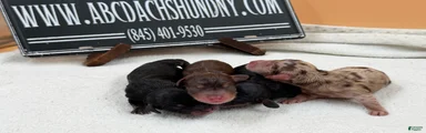AKC Russian Chocolate & Tan