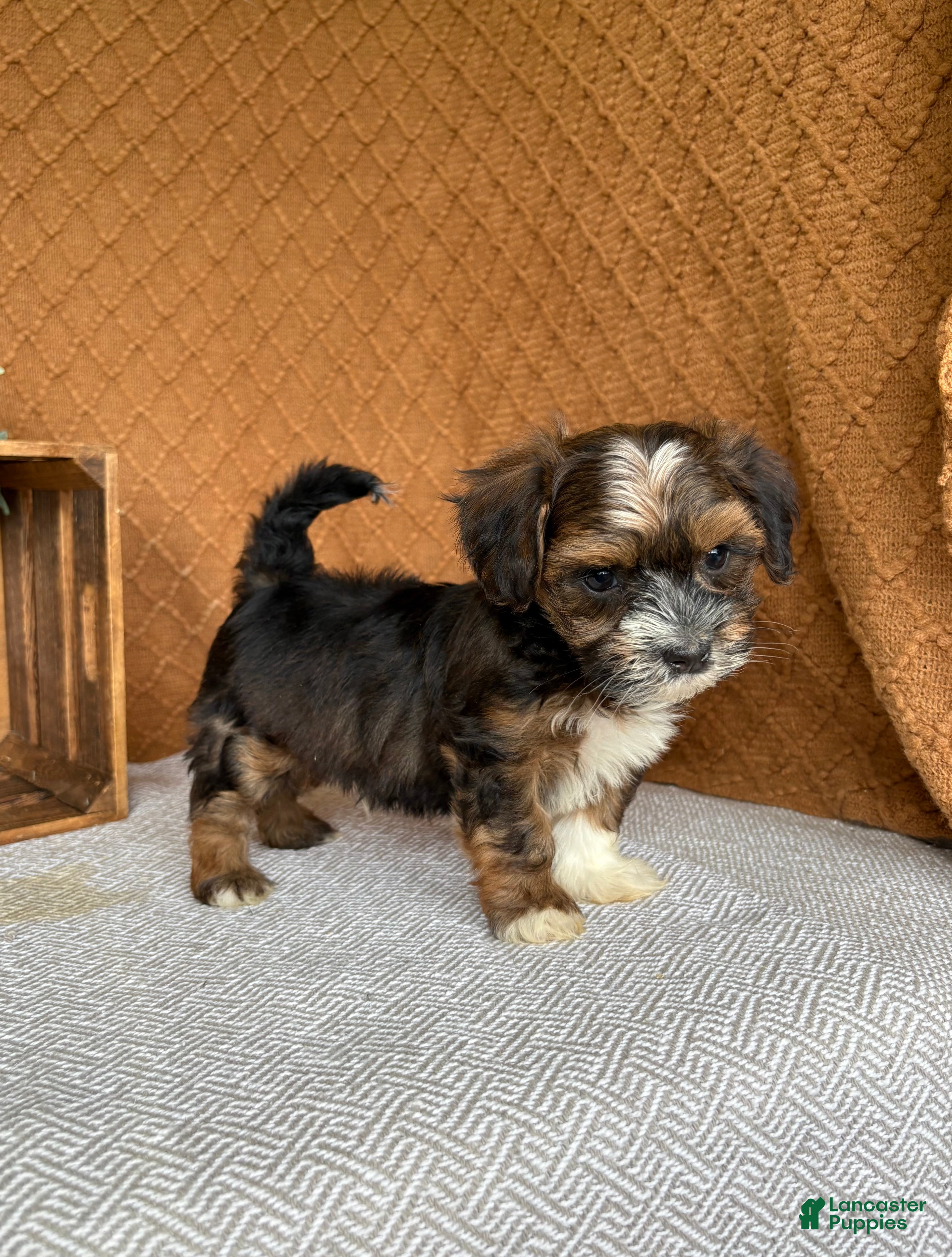 Havanese dogs Amigo  - Ad 2