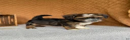 Havanese dogs for sale: Amigo  - Ad 2