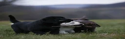 Labrador Retriever dogs for sale: Labrador Retriever 1 - Ad 9