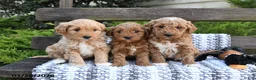 Mini Goldendoodle dogs for sale: Bandit - Ad 5
