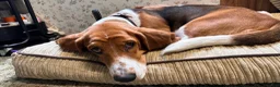 Mixed Breed dogs for sale: Wave - Ad 7