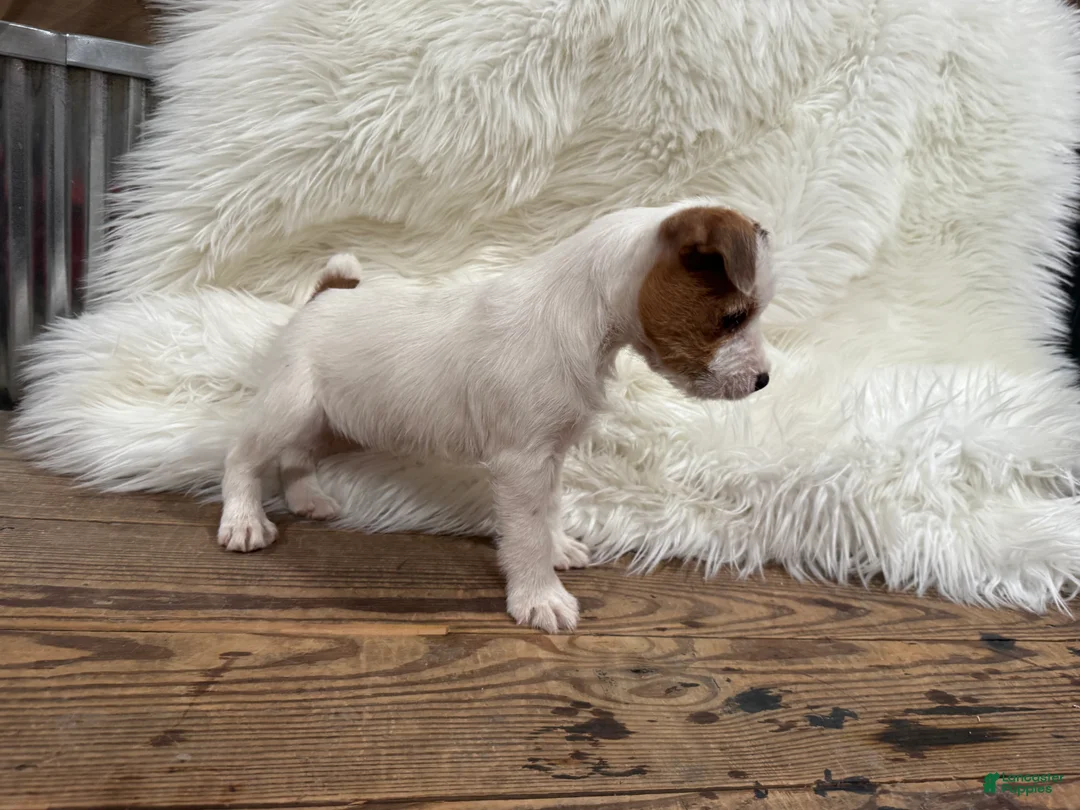 Jack Russell Terrier dogs for sale: Rea Puppy 4 - Ad 2