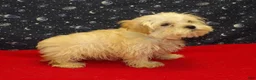 Morkie dogs for sale:  Ace - Ad 4