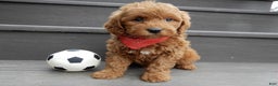 Mini Goldendoodle dogs for sale: Evan - Ad 9