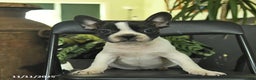 Frenchton dogs for sale: Dakota  - Ad 1