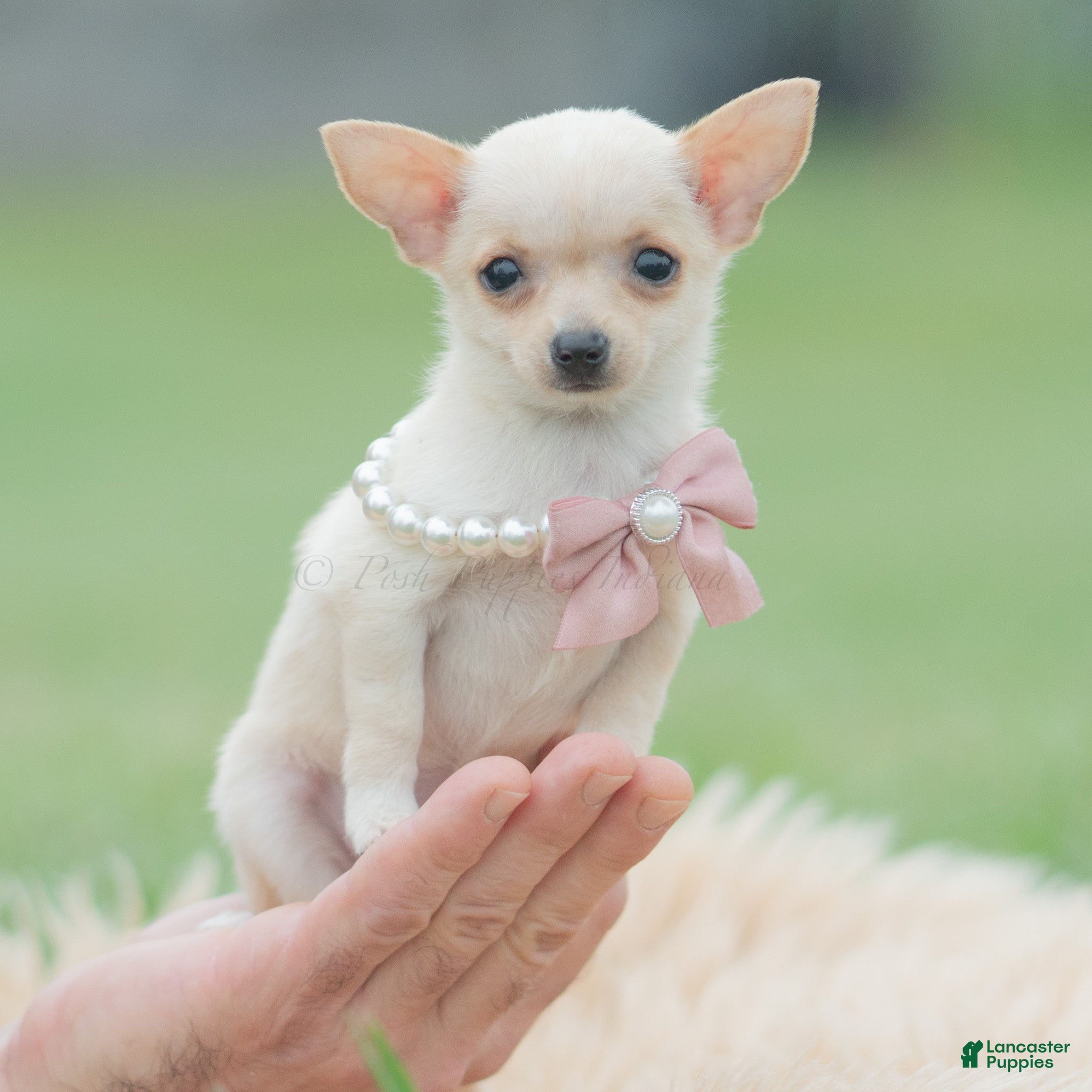 Chihuahua (Chihuahua, Female) in Warsaw, IN