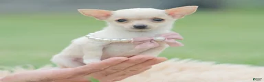 Itty Teacup
