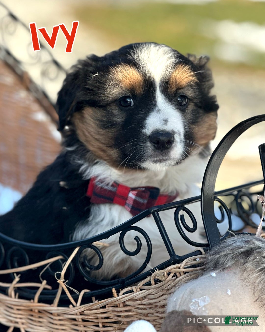 Miniature Australian Shepherd dogs for sale: Ivy - Ad 2