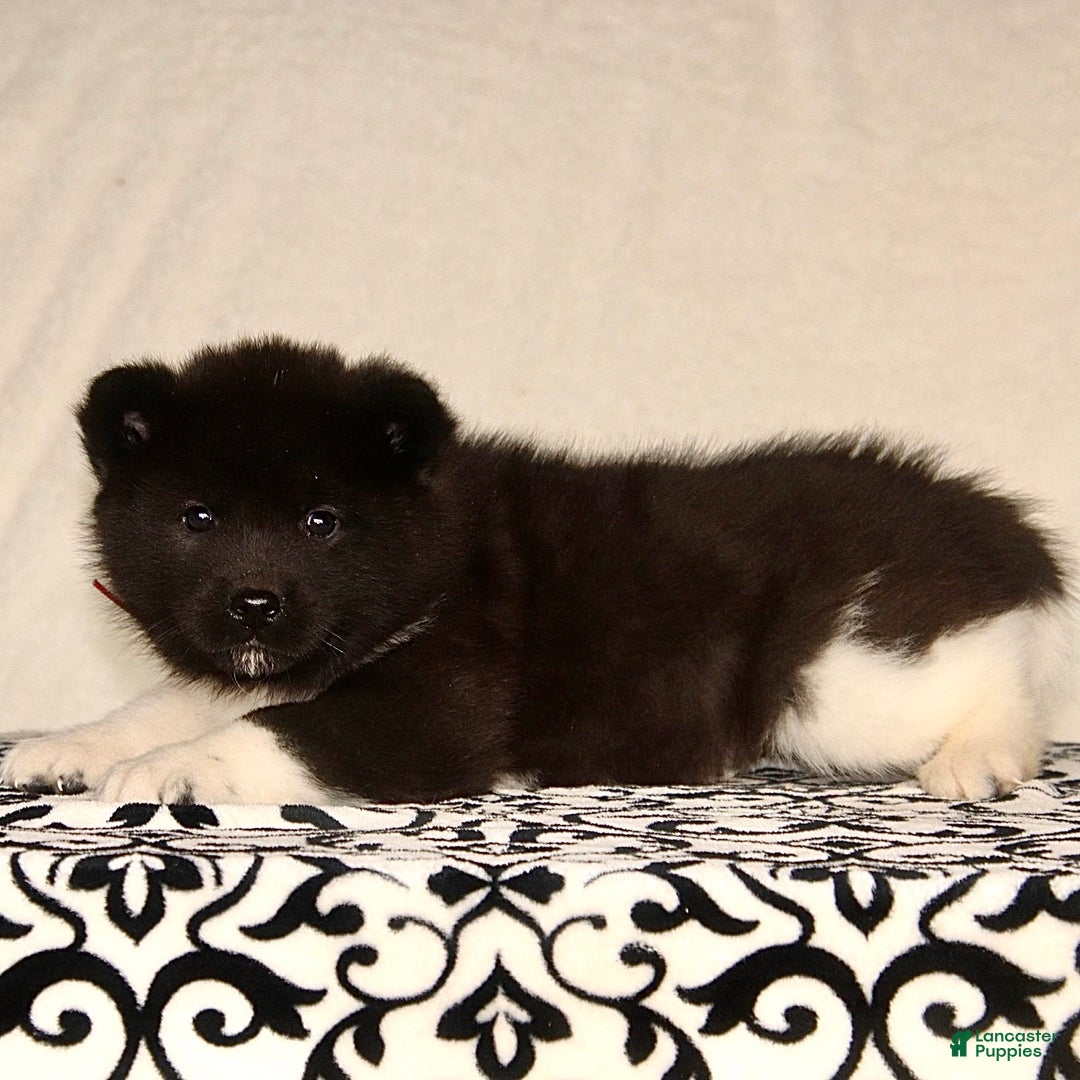Akita dogs for sale: Alonso - Ad 2
