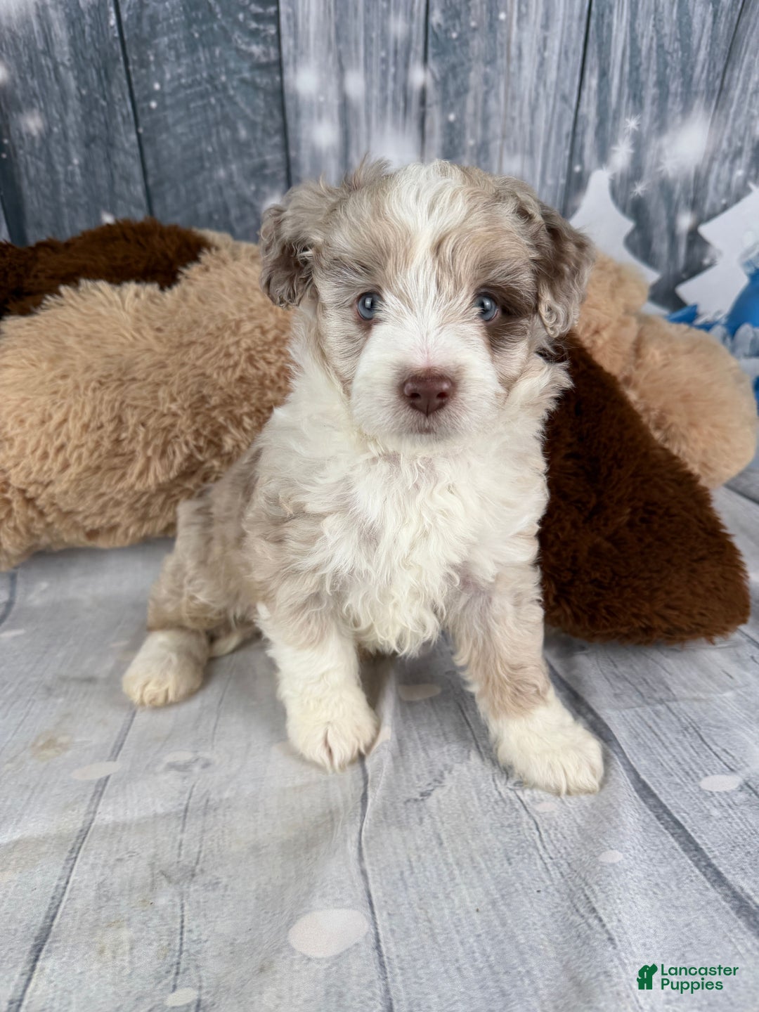 Aussiedoodle dogs for sale: Hendrik - Ad 1