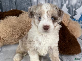 Aussiedoodle dogs Hendrik - Ad 19