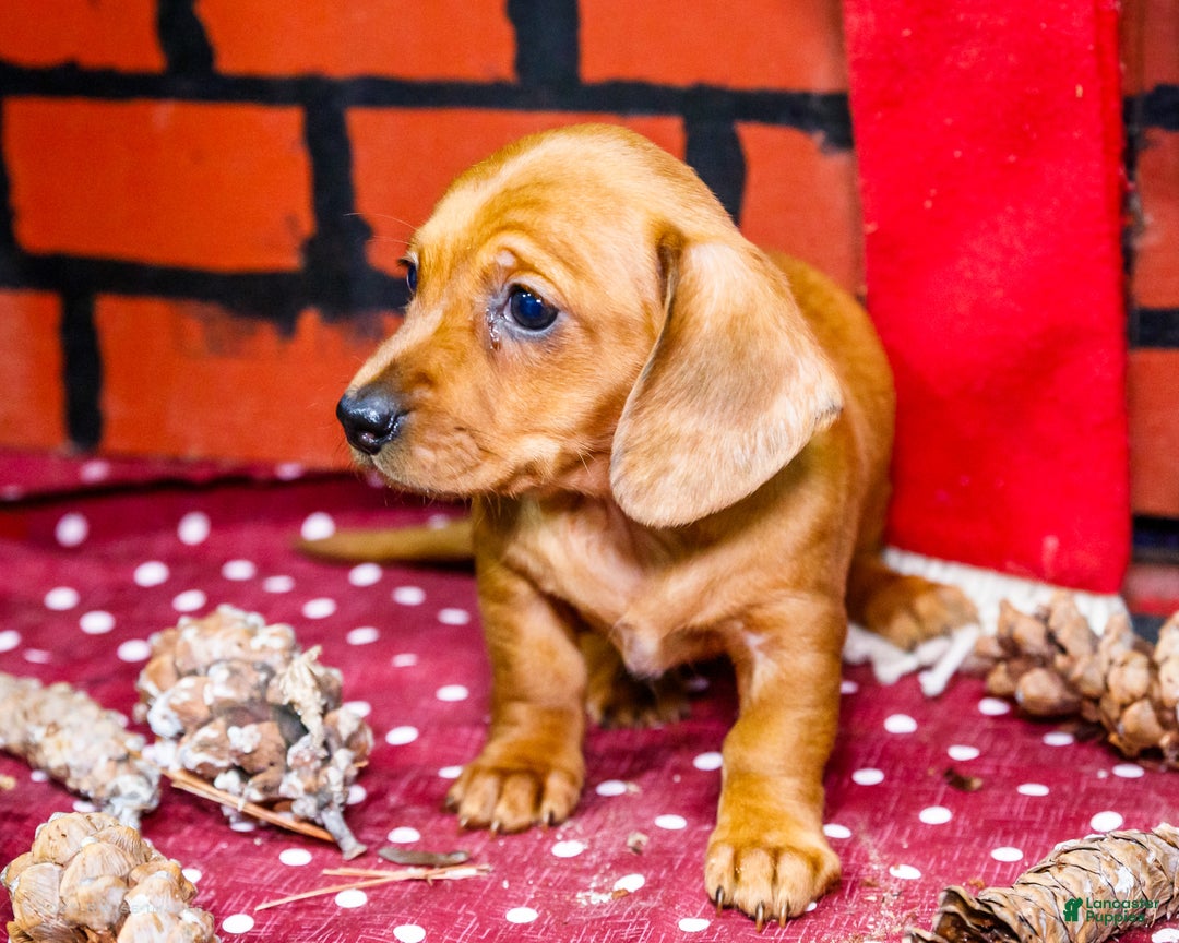 Miniature Dachshund dogs for sale: Ursala - Ad 3