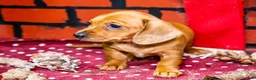 Miniature Dachshund dogs for sale: Ursala - Ad 8