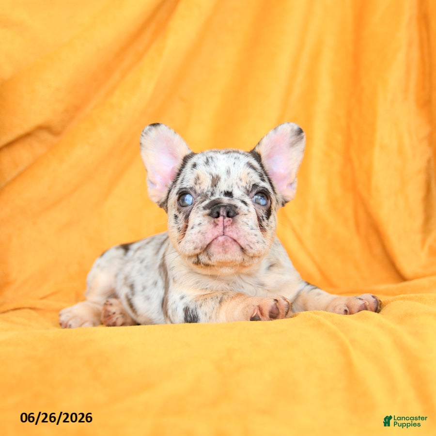 French Bulldog dogs Diamond  - Ad 2