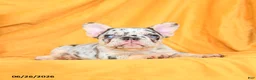 French Bulldog dogs for sale: Diamond  - Ad 7