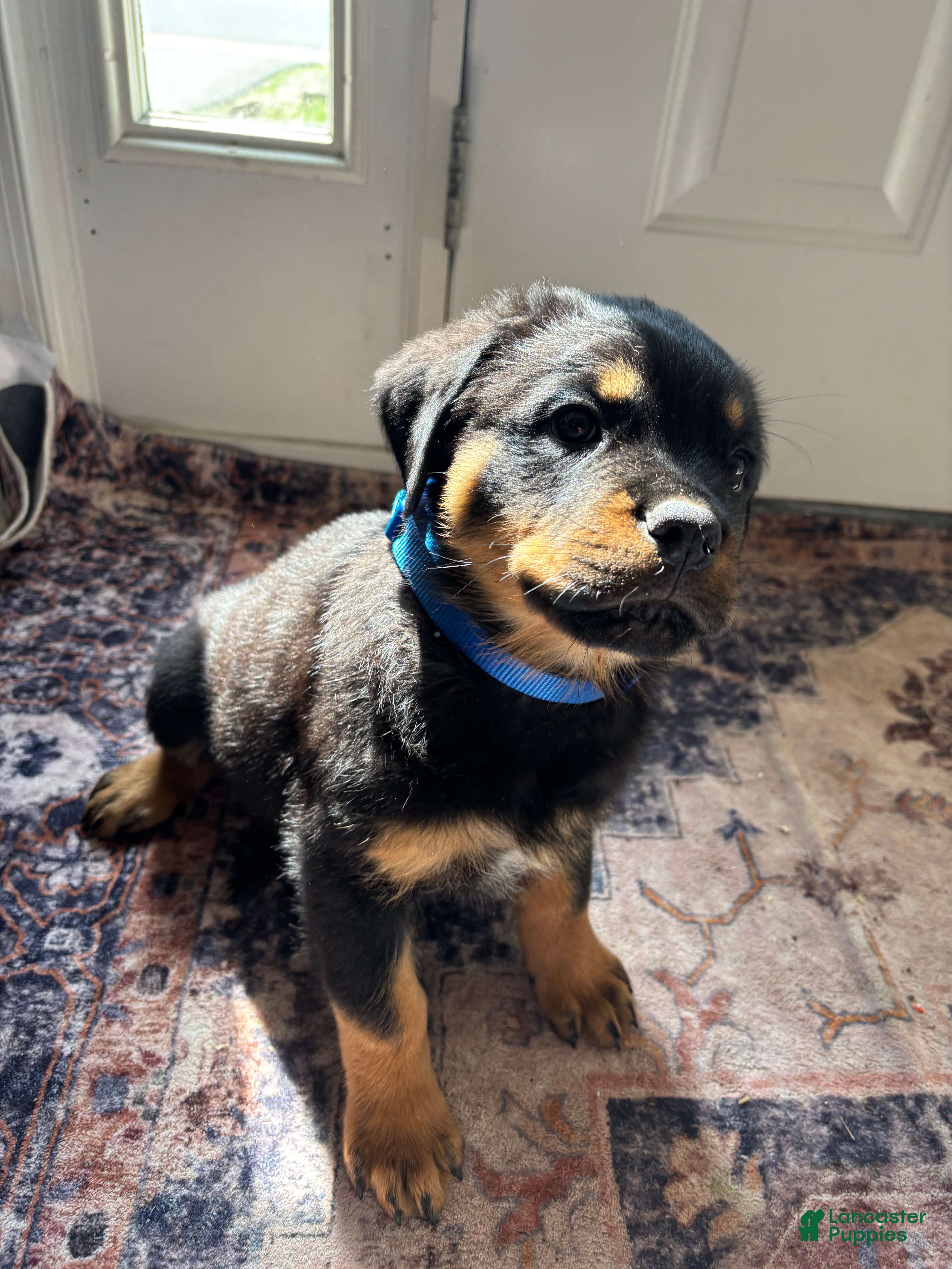 Rottweiler dogs Orange  - Ad 5