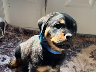 Rottweiler dogs Orange - Ad 5