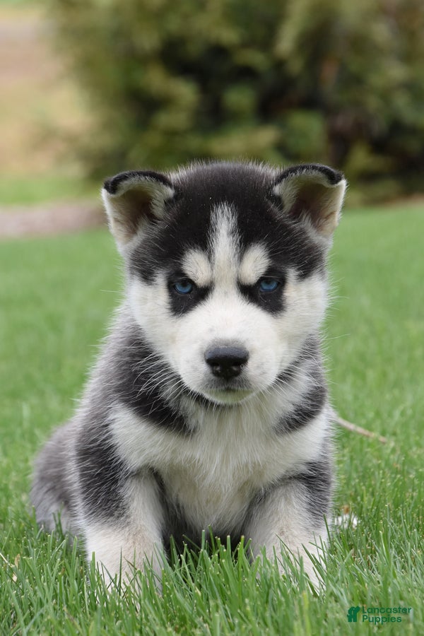 Siberian Husky dogs Samson - Ad 2