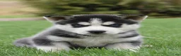 Siberian Husky dogs for sale: Samson - Ad 2