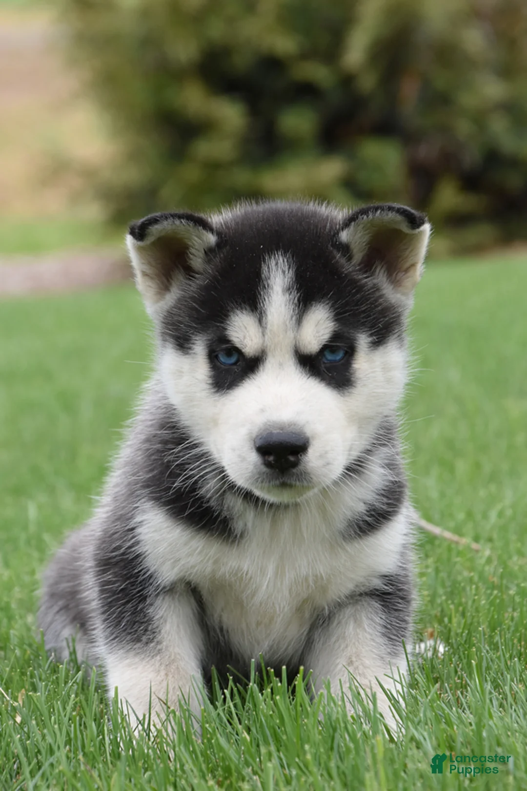Siberian Husky dogs for sale: Samson - Ad 2