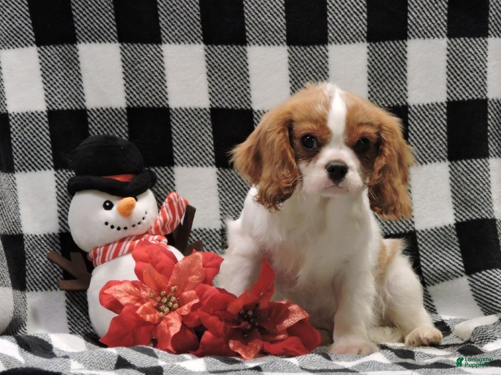 Cavalier King Charles Spaniel dogs Cavalier King Charles Spaniel Puppy 1 - Ad 29