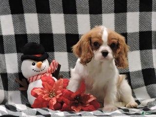 Cavalier King Charles Spaniel dogs Cavalier King Charles Spaniel Puppy 1 - Ad 2