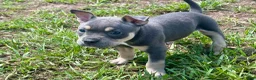 American Bully dogs for sale: Leviathan  - Ad 12