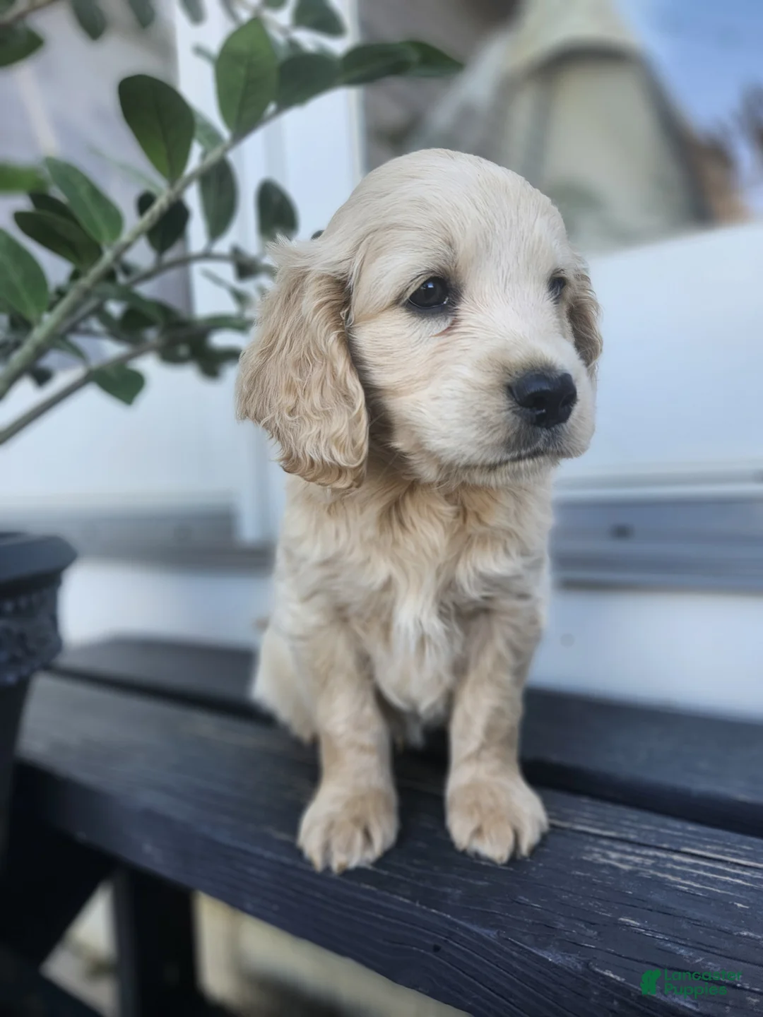 Mixed Breed dogs for sale: Rio - Ad 3