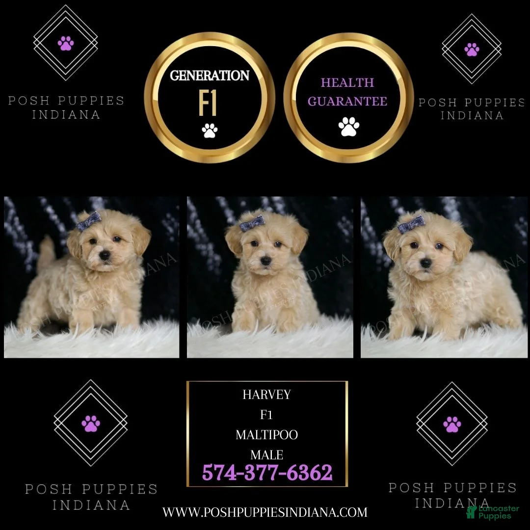 Maltipoo dogs for sale: Harvey - Ad 2
