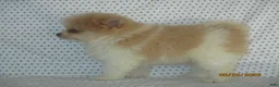 Pomeranian dogs for sale: Jack - Ad 3