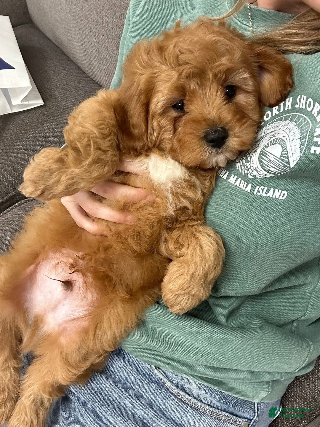 Cavapoo dogs for sale: Alvin - Ad 2