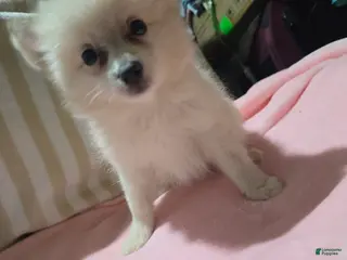 Pomeranian dogs for sale: Shelly - Ad 1