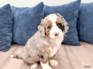 Mini Bernedoodle dogs for sale: Ace - Ad 4