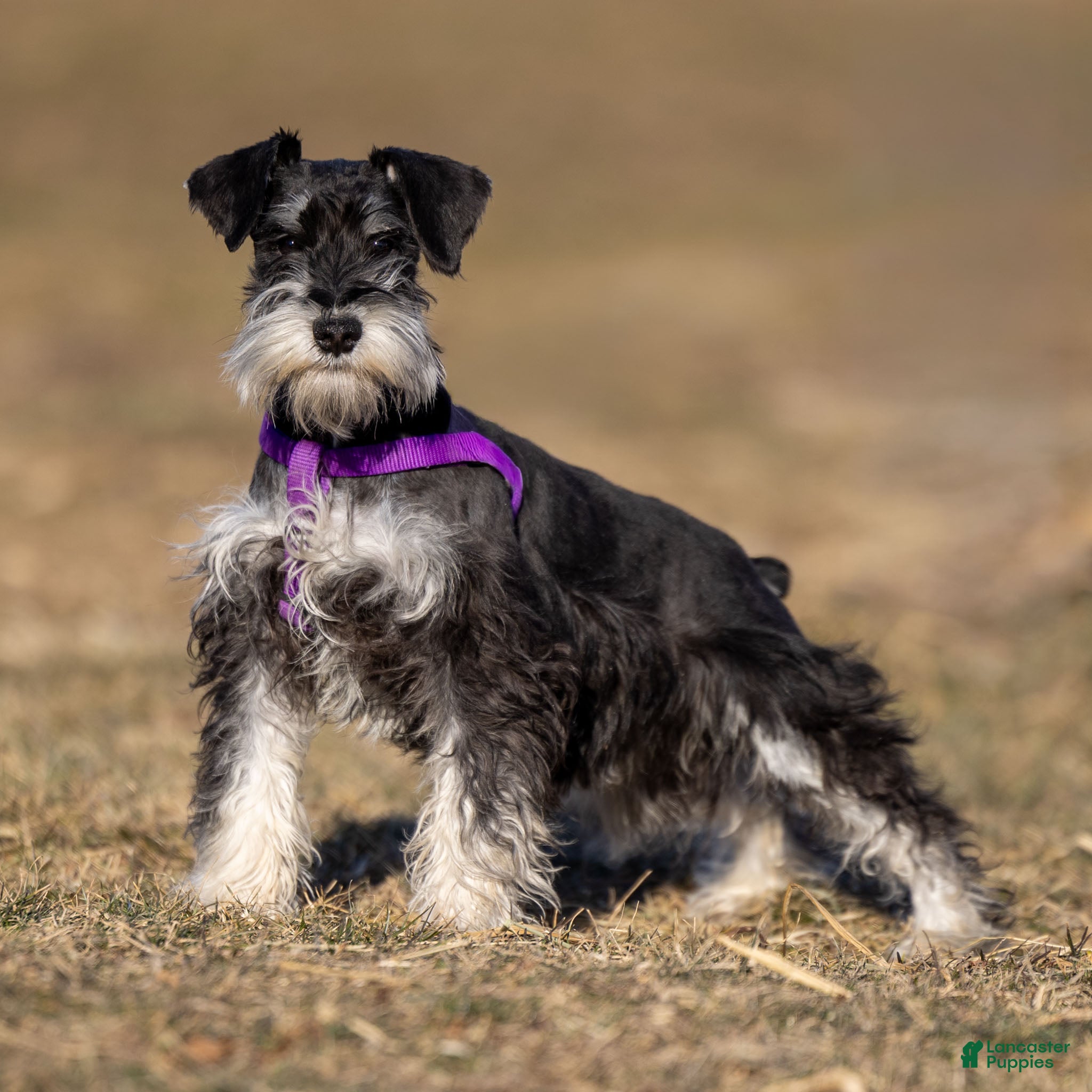 Miniature Schnauzer dogs Parker - Ad 28