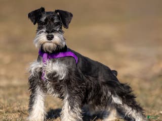 Miniature Schnauzer dogs Parker - Ad 28