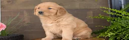 Golden Retriever dogs for sale: Kelsey - Ad 9