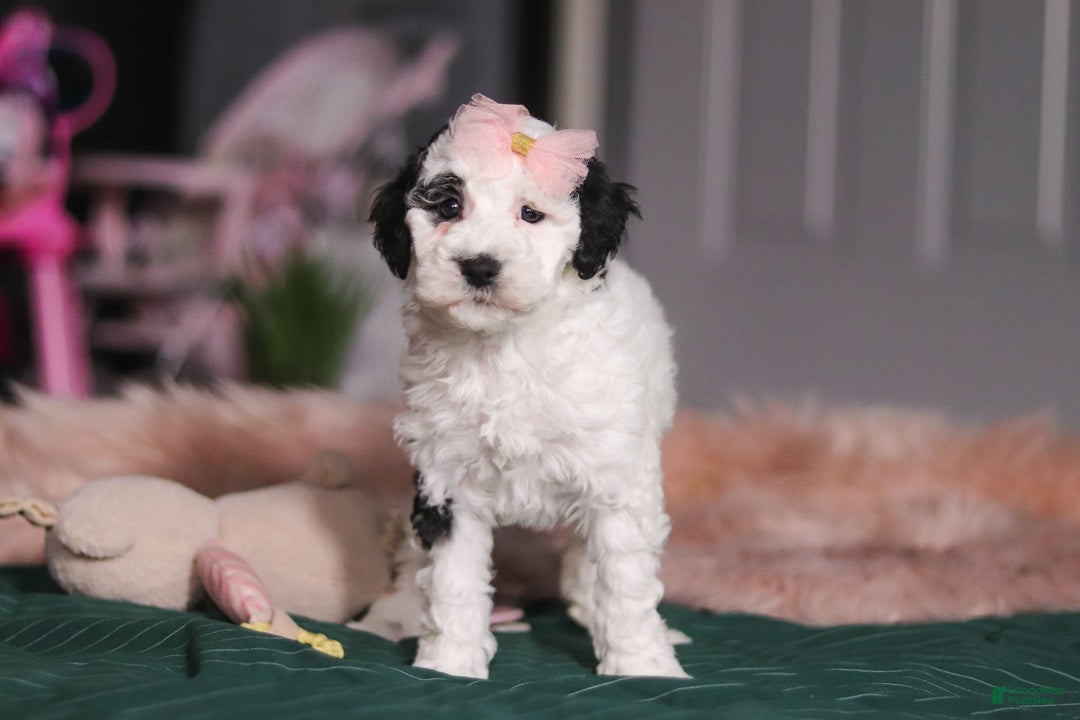 Miniature Poodle dogs for sale: Brianna - Ad 2