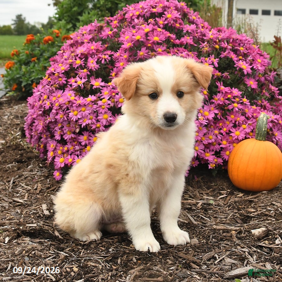 Miniature Australian Shepherd dogs Jasper - Ad 1