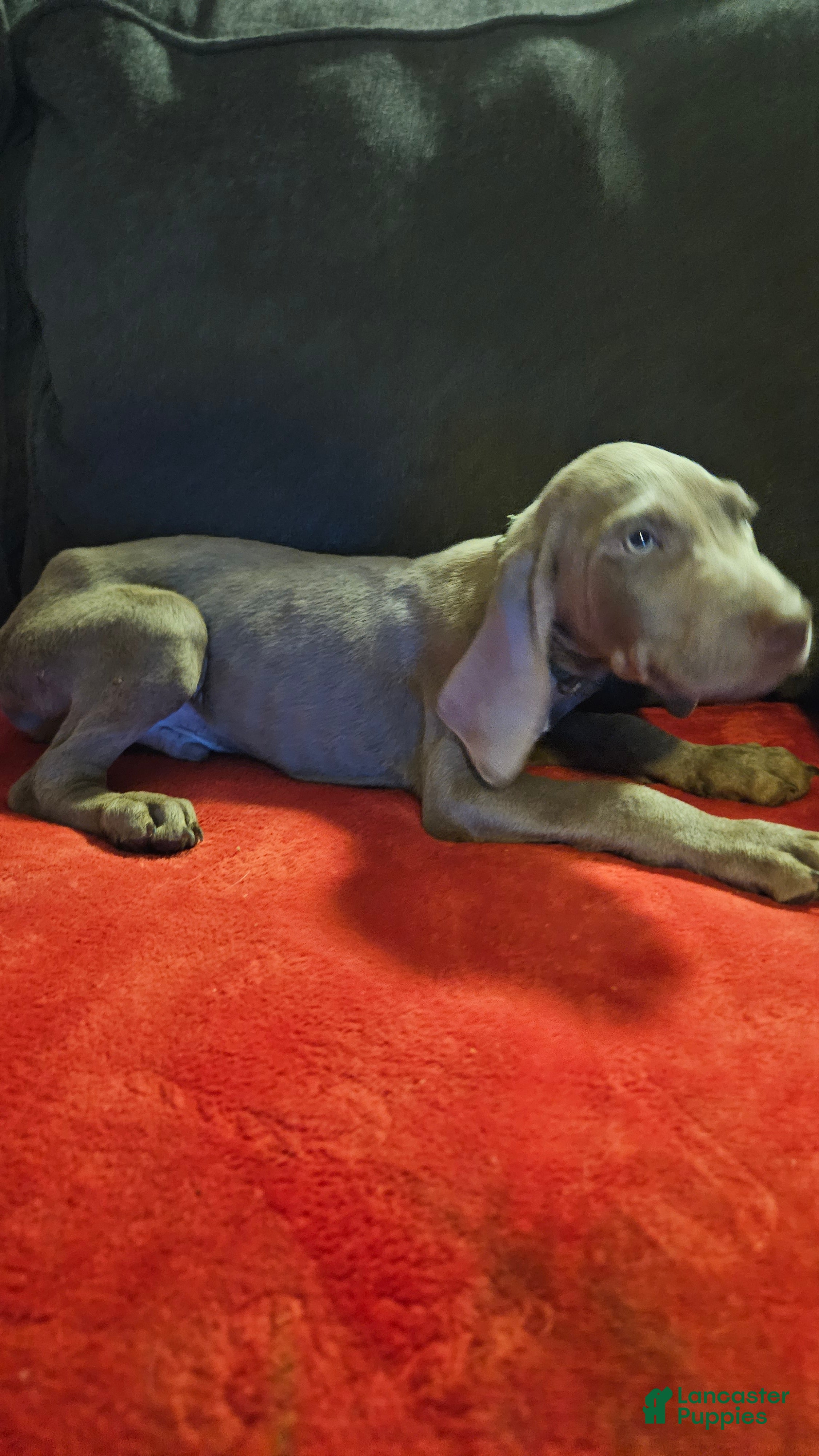 Weimaraner dogs Weimaraner 1 - Ad 11