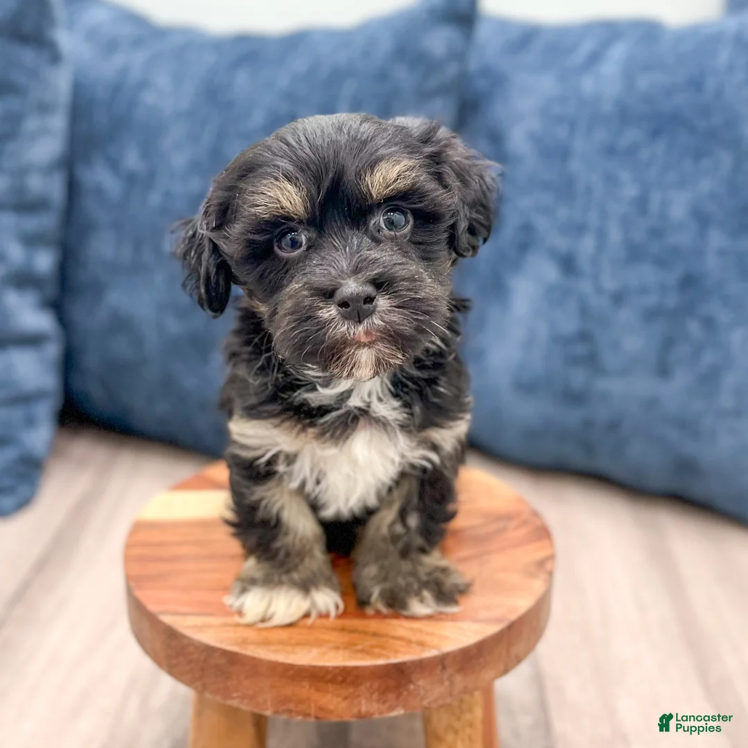 Havanese dogs for sale: Hudson - Ad 3