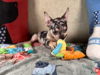 French Bulldog dogs French Bulldog Puppy 3 - Ad 17